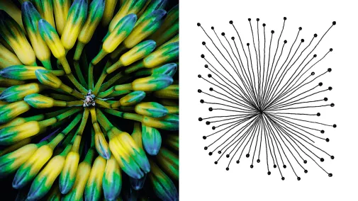Fotoserie: In voller Blüte stehen